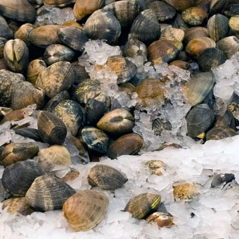 Manila Clams at Pike Place Market in April