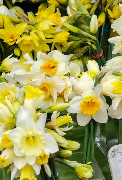 Fresh Daffodils at the Portland Farmers Market