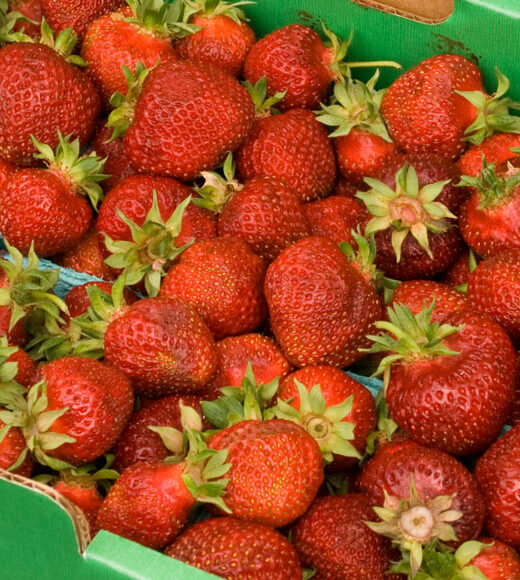 Hillsdale Farmers Market Hood Strawberries